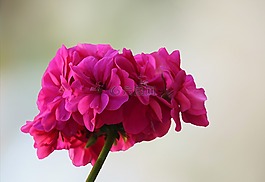 夏季,開花,紅色