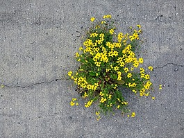 力,鮮花,性質(zhì)