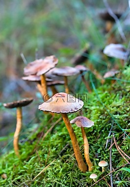森林,秋季,蘑菇