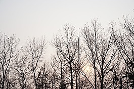 木材,大自然,秋季