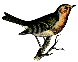 鳥,顏色,年份