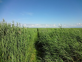 草,性質(zhì),天空