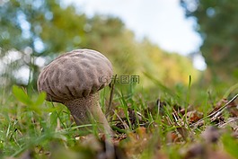 森林,秋季,蘑菇