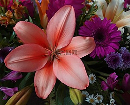 鮮花,花,性質