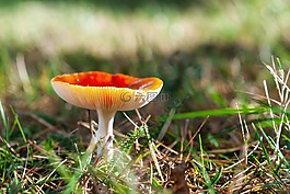 森林,秋季,蘑菇