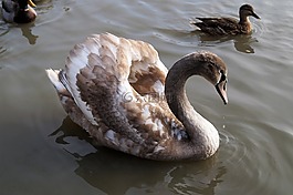 天鵝,幼獸,水鳥