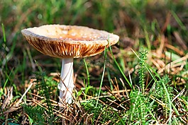森林,秋季,蘑菇