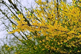 鮮花,春天,連翹