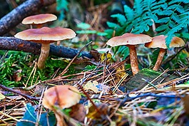 森林,秋季,蘑菇