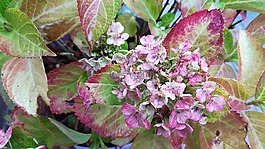 繡球花,花園,秋季