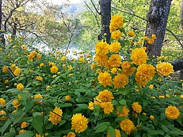 黃色花,黃色,鮮花