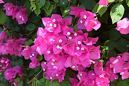 花,布盧姆,多彩