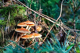 森林,秋季,蘑菇