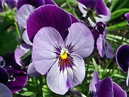 花,潘茜,花園