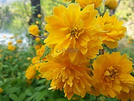 黃色花,黃色,鮮花