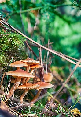 森林,秋季,蘑菇