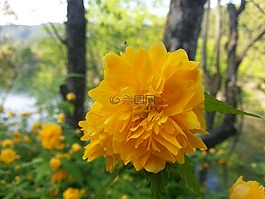 黃色花,黃色,鮮花