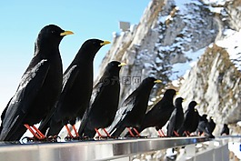 鳥(niǎo),動(dòng)物區(qū)系,性質(zhì)