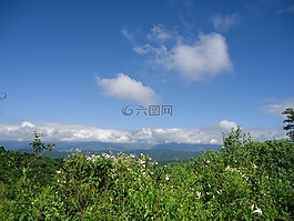 景觀,植被,山