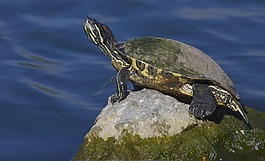 龜,爬行動物,湖