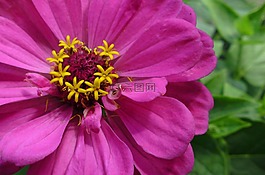 花,開花,性質(zhì)