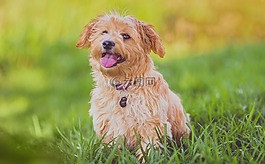 狗,小狗,動物