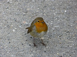 羅賓,鳥,動物