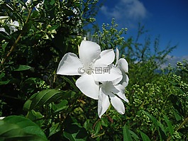 白色的花,藤,植被