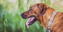 狗,小狗,動物