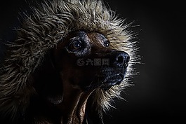 狗,動(dòng)物,寵物