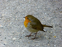 羅賓,鳥,動物