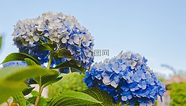 花,藍(lán)色,花瓣