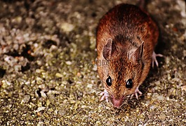 鼠標,嚙齒動物,可愛