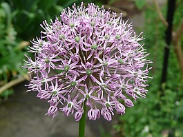 開花,紫,鮮花