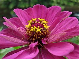 花,開花,性質(zhì)