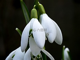 斯諾德羅普,冬天,白