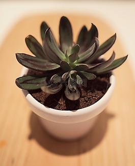 花瓶,樹,植物