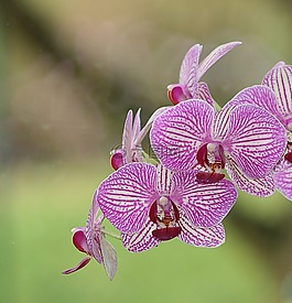 花,廠,熱帶