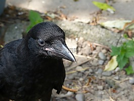 腐尸烏鴉,幼鳥(niǎo),藍(lán)色的眼睛