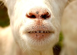 動物,山羊,牙齒