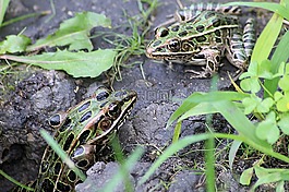 青蛙,蟾蜍,兩棲類