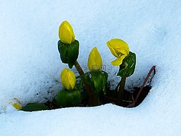 winterling,eranthis hyemalis,雪