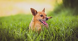 狗,小狗,動物