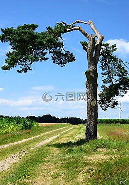 怪異,松,癱瘓