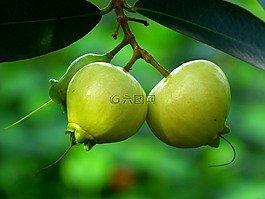 玫瑰蘋果,水果,樹