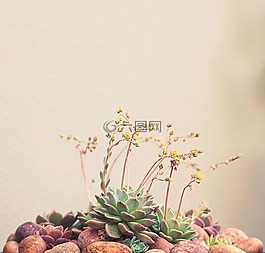 植物,花園,花
