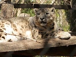 豹,動物,動物醫(yī)院