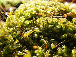 moss,綠色,森林