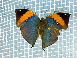 印度 blattschmetterling,kallima inachus,蝴蝶