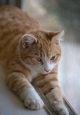 猫,动物,朋友
